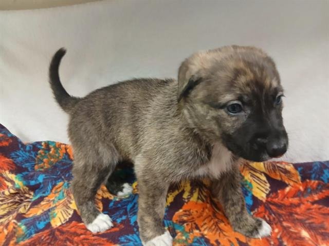 MOCHA - Belgian Shepherd Malinois available for adoption