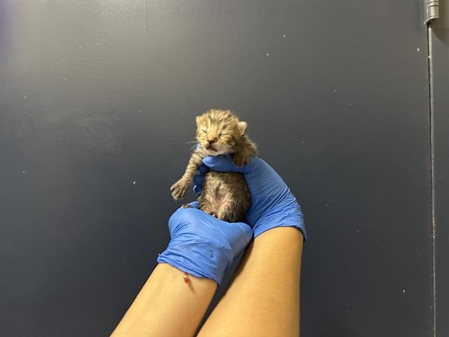 (NURSING) Image