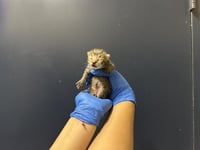 (NURSING) - Photo 1
