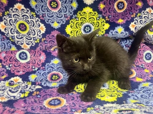 A127107 - Domestic Short Hair available for adoption