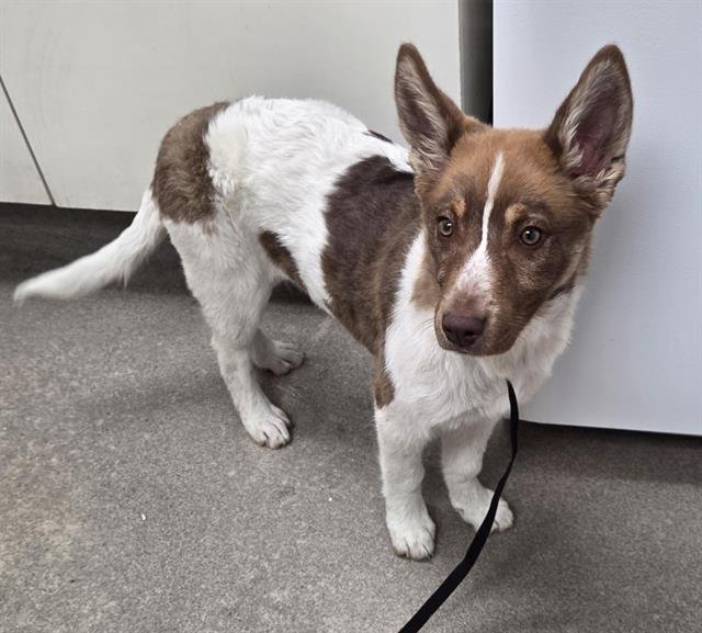 ASPEN - Siberian Husky available for adoption