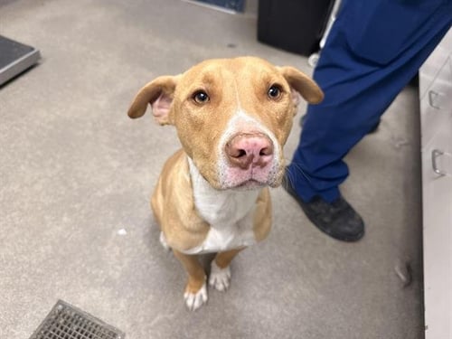 BELGIUM - Pit Bull Terrier available for adoption