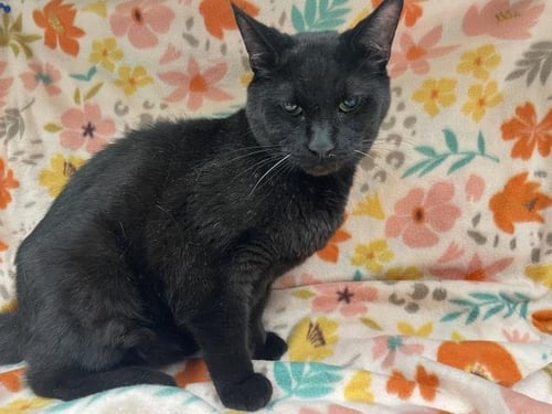 MAX - Domestic Short Hair available for adoption