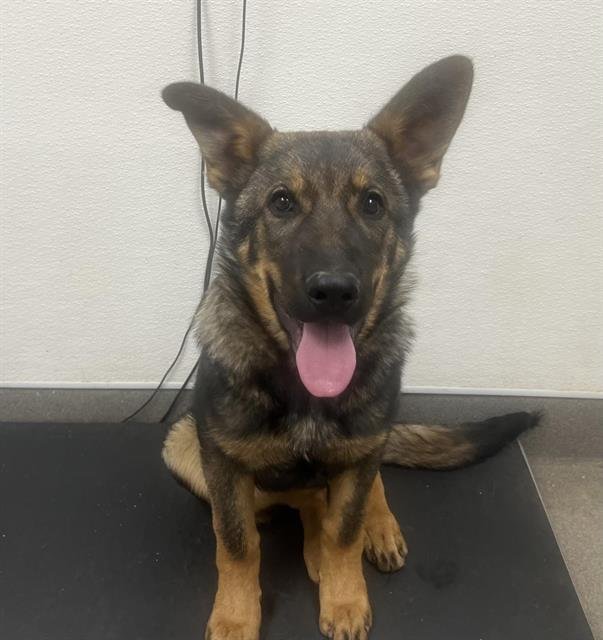 RANGER - German Shepherd Dog available for adoption