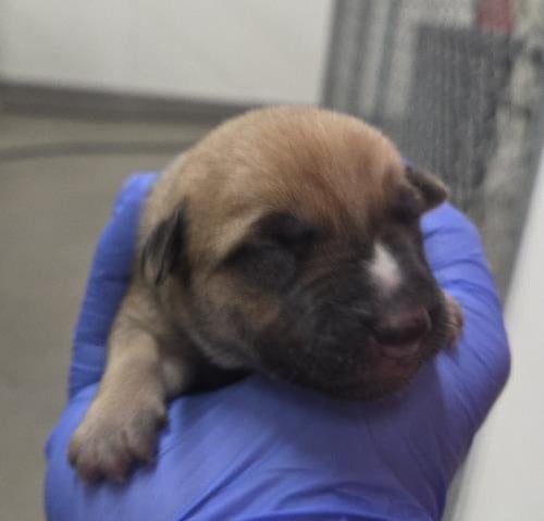 ASPARAGUS - German Shepherd Dog available for adoption