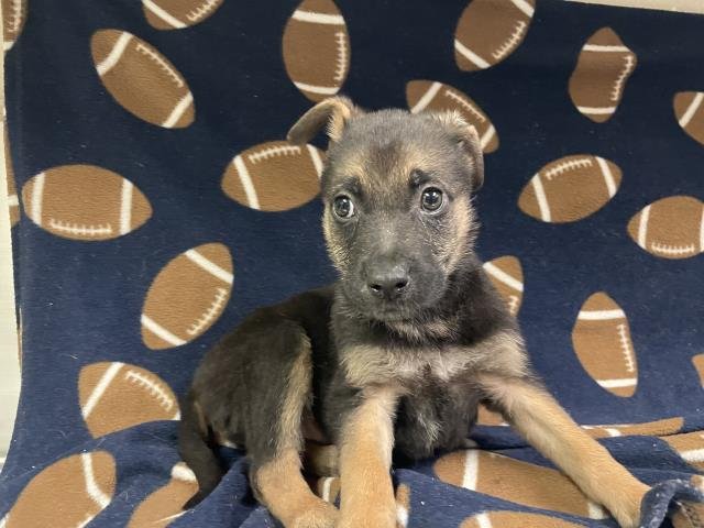 HAZELNUT - German Shepherd Dog available for adoption