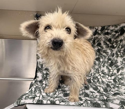 DIXIE - Cairn Terrier available for adoption