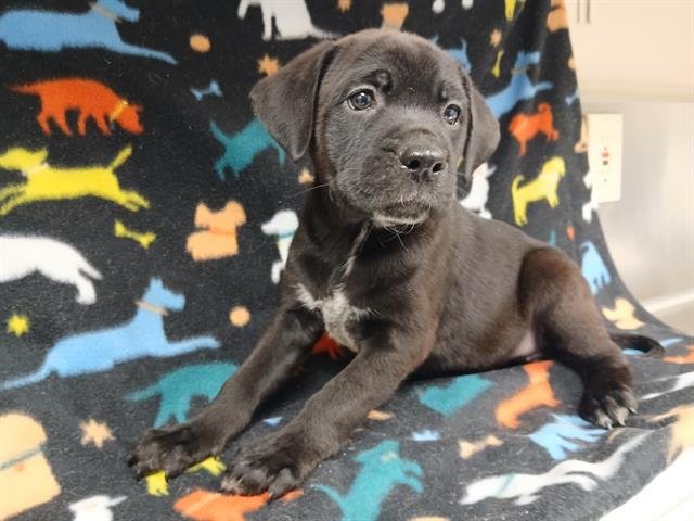 ASH - Pit Bull Terrier / Australian Cattle Dog/Blue Heeler available for adoption