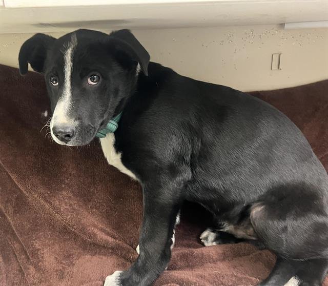 DONALD - Border Collie available for adoption