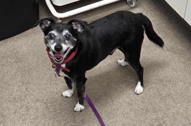 BAXTER - Chihuahua available for adoption