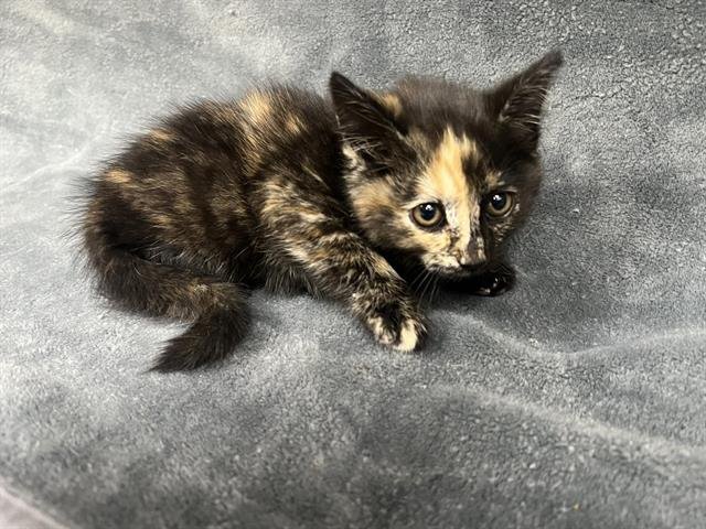 BELLATRIX Image