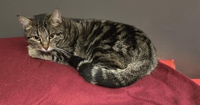 MISSY - Domestic Short Hair available for adoption