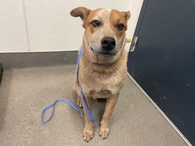 RILEY - Australian Cattle Dog/Blue Heeler available for adoption