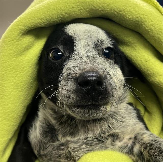 SPUR - Australian Cattle Dog/Blue Heeler available for adoption