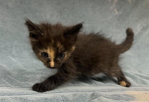 RHIANON - Domestic Short Hair available for adoption