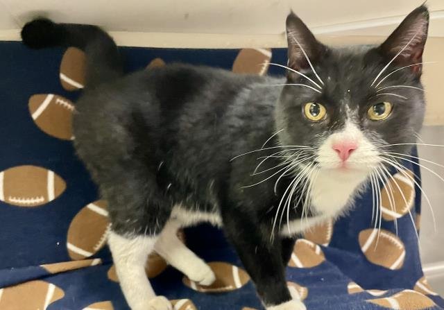 JACK - Domestic Short Hair available for adoption