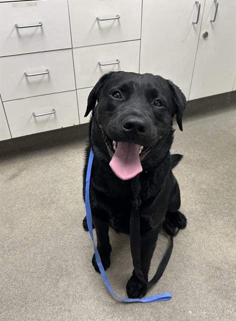 DASH - Labrador Retriever available for adoption