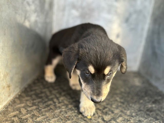 KAISER - German Shepherd Dog available for adoption