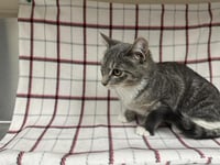 A127873 - Photo 1