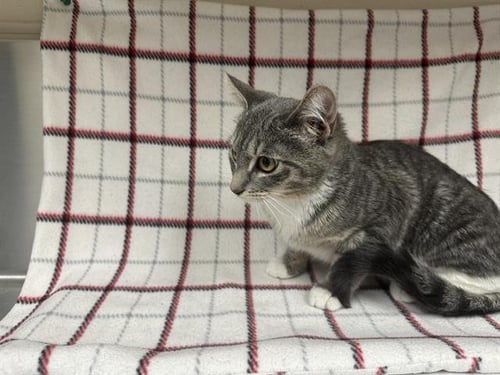 A127873 - Domestic Short Hair available for adoption