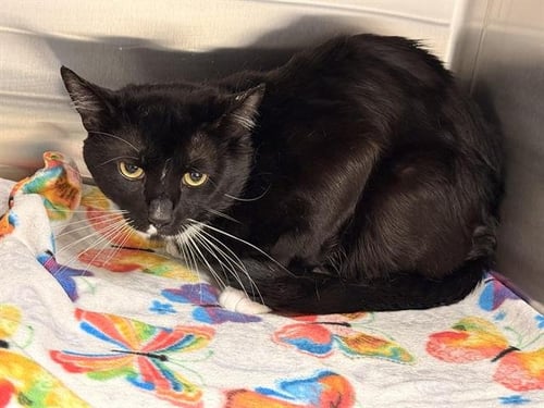 JETER - Domestic Short Hair available for adoption