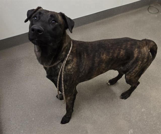(RESCUE ONLY) SVEN - Belgian Shepherd Malinois / Pit Bull Terrier available for adoption