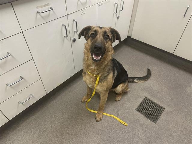 FRANNIE - German Shepherd Dog available for adoption