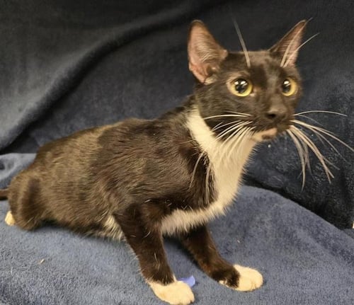 LOVE BUG - Domestic Short Hair available for adoption