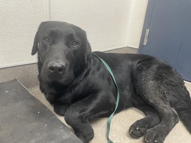 LOVELOCK - Labrador Retriever available for adoption