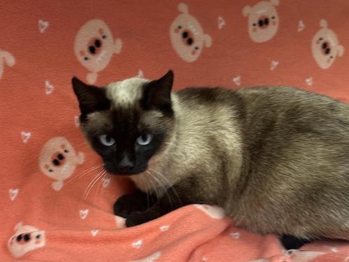 ARIA - Siamese available for adoption