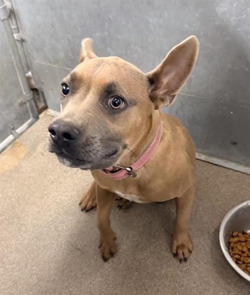 MADELINE - Pit Bull Terrier for adoption in Victorville