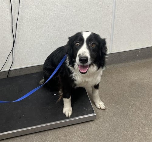 GRACIE - Border Collie available for adoption