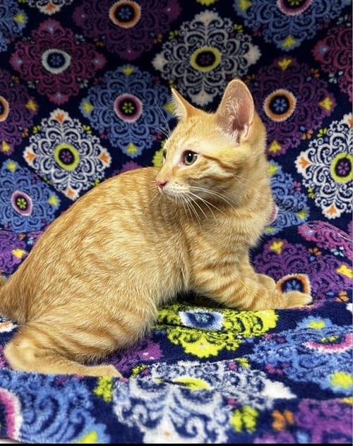 A127067 - Domestic Short Hair available for adoption