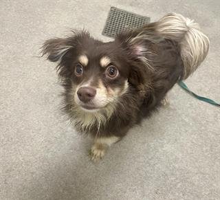 A123366 - Chihuahua available for adoption