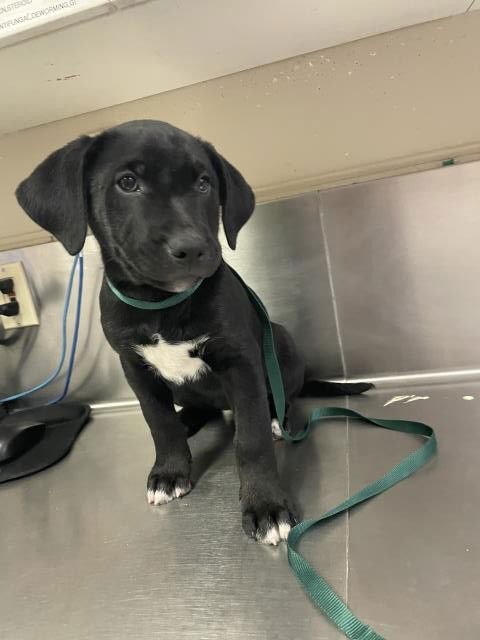 SANSA - Labrador Retriever / German Shepherd Dog available for adoption