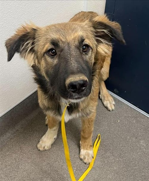 CHERISE - German Shepherd Dog / Great Pyrenees available for adoption