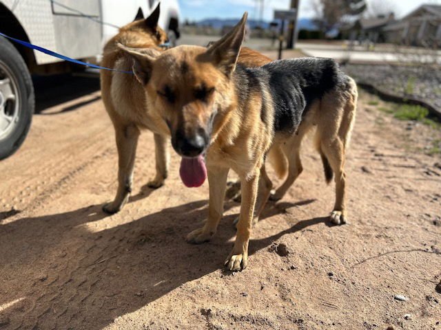 HARRIET - German Shepherd Dog available for adoption