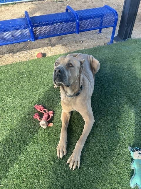 CHALKY - Cane Corso Mastiff available for adoption