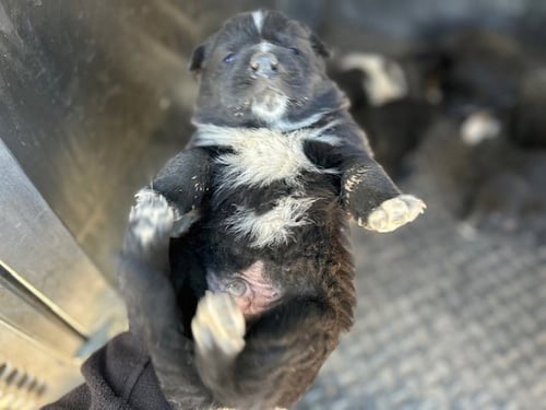 APOLLO - Border Collie available for adoption