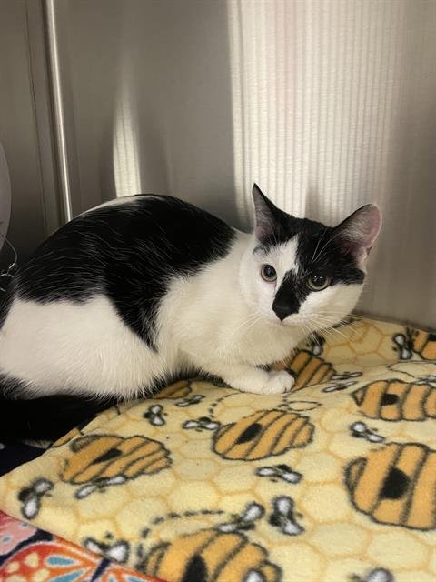 A122973 - Domestic Short Hair available for adoption