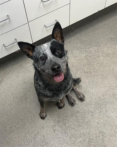 HAPPY CHAPPIE - Australian Cattle Dog/Blue Heeler for adoption in Victorville