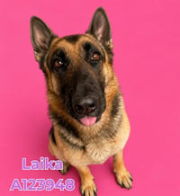 LAIKA - Photo 1