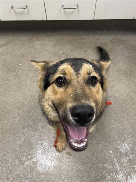 CHERRY - German Shepherd Dog available for adoption