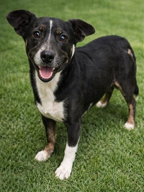 SALLY - Chihuahua available for adoption