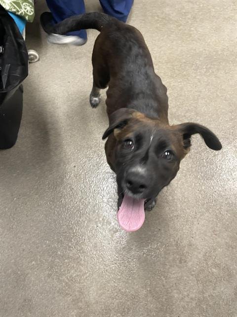 A123666 - Labrador Retriever / Queensland Heeler available for adoption