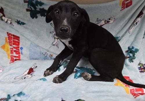 FREYA - Doberman Pinscher available for adoption