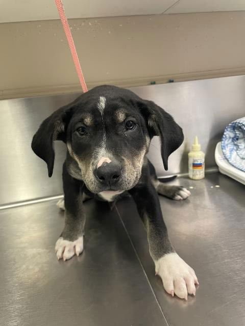 JON SNOW - Labrador Retriever / German Shepherd Dog available for adoption