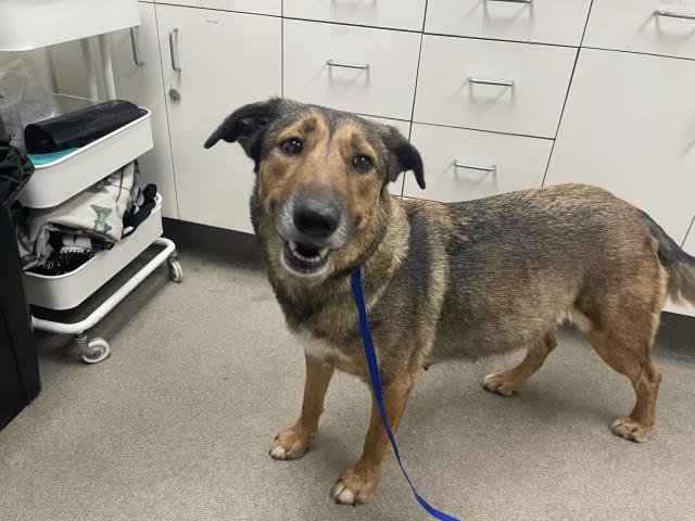 LOVEY (RESCUE ONLY) Image