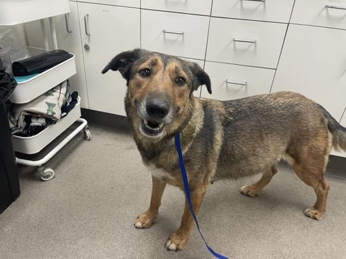 LOVEY (RESCUE ONLY) - German Shepherd Dog available for adoption