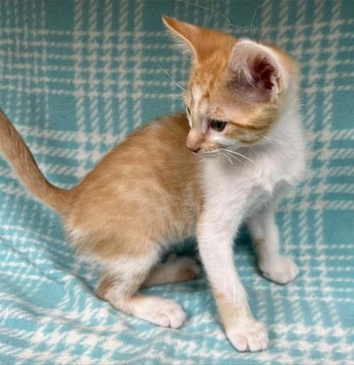 LAVA - Domestic Short Hair available for adoption